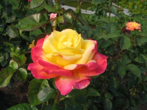2007 roses 066