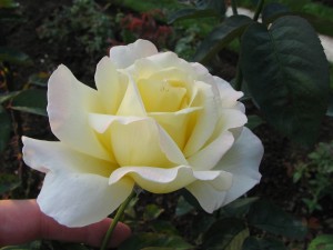 2007 roses 086