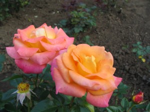 2007 roses 087