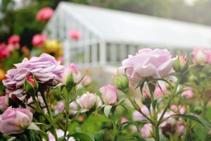 Fuller Garden Roses