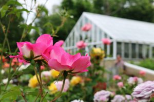 Fuller Garden Roses