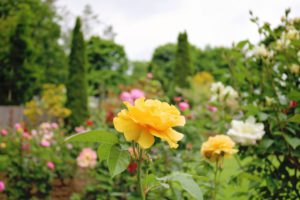 Fuller Garden Roses